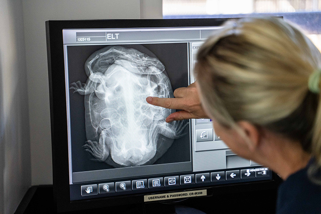 Gravid turtle x-ray with RSPCA Queensland Wildlife Veterinarians